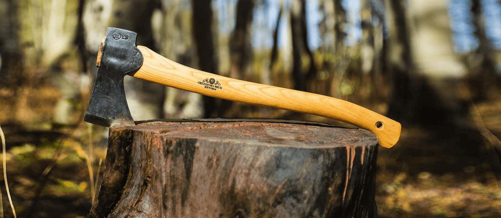 A Gransfors Bruk axe with a hickory handle struck into a tree stump in a birch wood